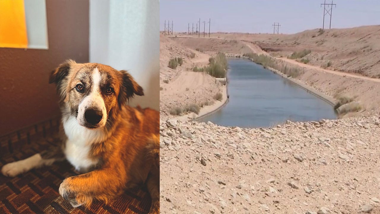 18-hour fight for her life: Arizona woman recalls clinging to tree with her dog until being rescued - Vimarsana News