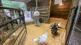 Bird flu reported in Snohomish County, local sanctuary takes precautions