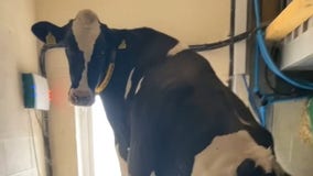 Video shows cow taking over office on England farm