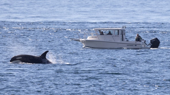 Recreational boaters fined for getting too close to endangered Southern Resident orcas