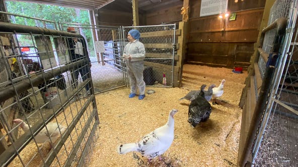 Bird flu reported in Snohomish County, local sanctuary takes precautions
