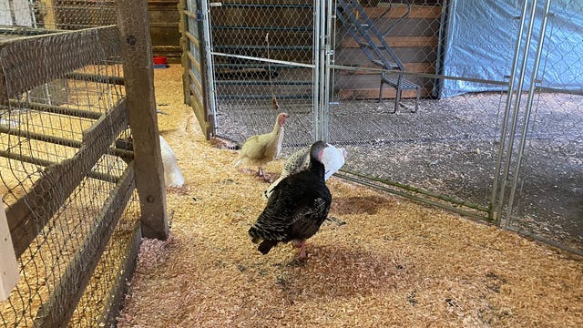 Bird flu confirmed in Skagit County