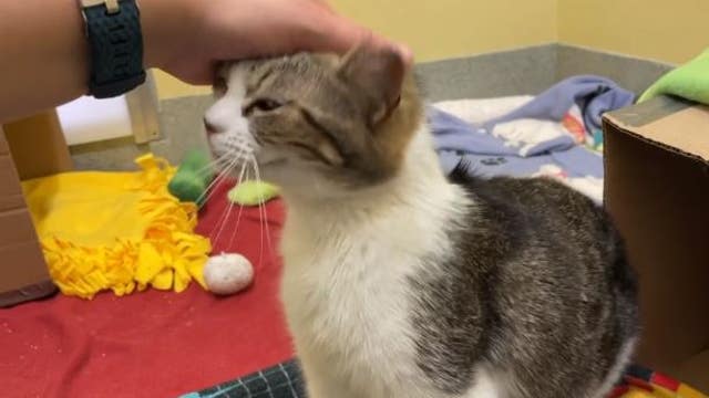 Pasado kittens rescued from hoarding situation, now they need a home