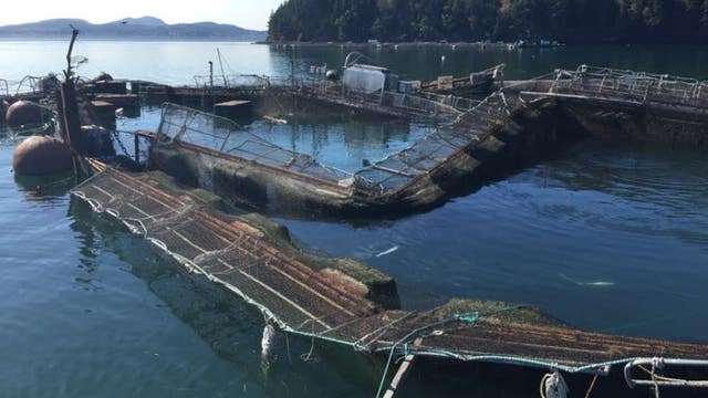 Jury awards $595,000 to Lummi tribe for salmon pen collapse