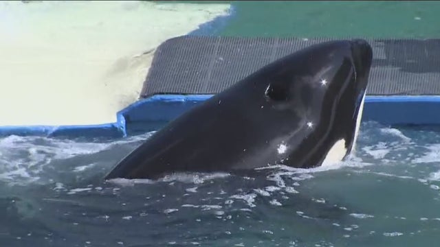 Tokitae's health improving, locals hope it opens the door to her return home