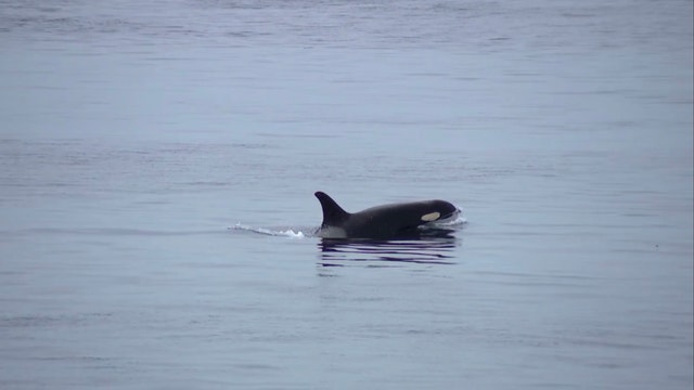 Inbreeding within Southern Resident killer whale adds to extinction threat
