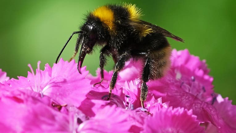 Bumblebee on bearded carnation