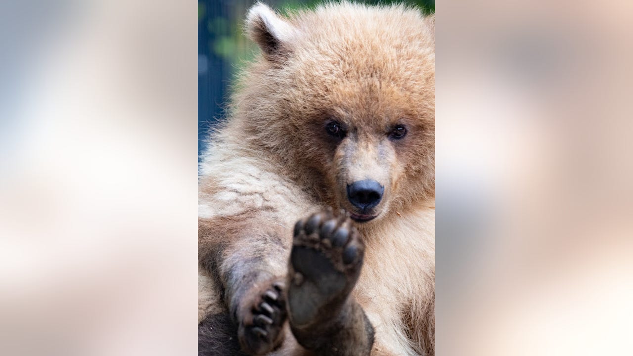 Orphaned brown bear cub from Alaska arrives at Woodland Park Zoo