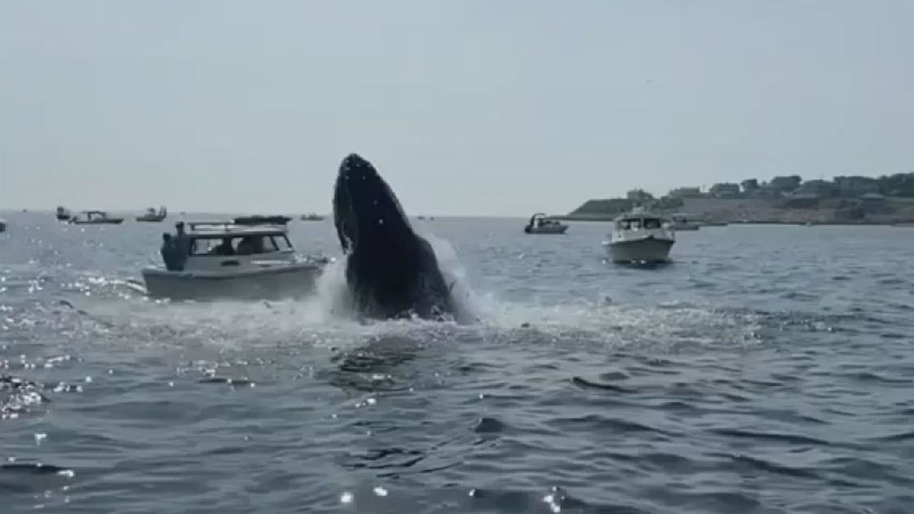 Watch: Breaching whale jumps out of ocean and lands on top of a Massachusetts fishing boat