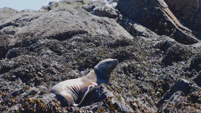 Rescue team saves Steller sea lion with plastic strap around its neck