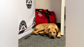 Graham firefighters reunite lost dog with owner