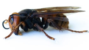 Drones could soon help Washington scientists track Northern giant hornets