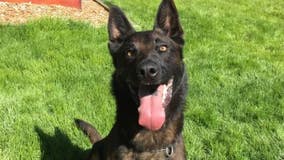 K-9 Ace located after escaping his Lake Stevens home overnight