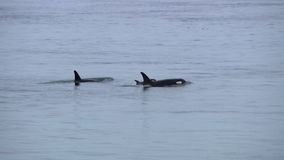 Researchers find cautious optimism with recent visits by Southern Resident orcas