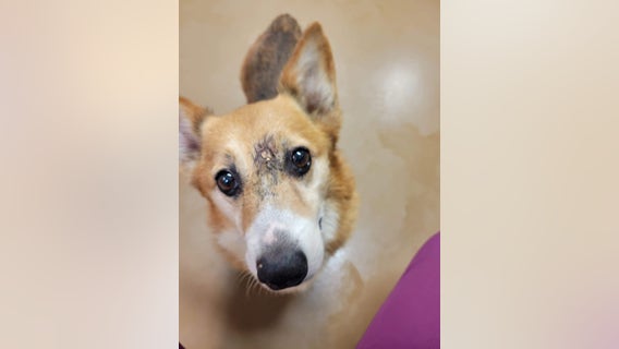 'Lucky to be alive': Arthur the corgi survives after being shot in the head, Pennsylvania SPCA says