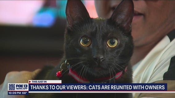 Canadian couple reunited with cats after camper stolen in Tukwila - see the reunion