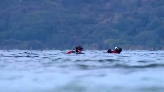 A race to stop a kelp crisis, with impacts far beyond local waters