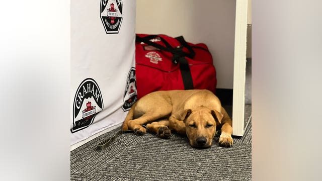 Graham firefighters reunite lost dog with owner