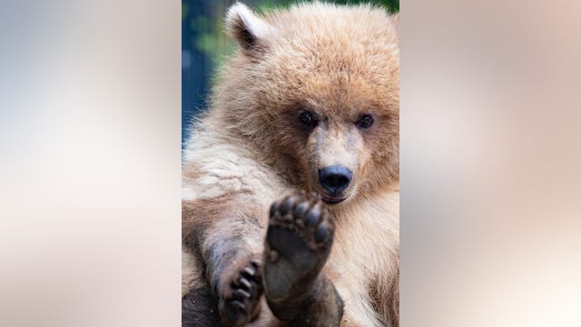 Orphaned brown bear cub from Alaska arrives at Woodland Park Zoo