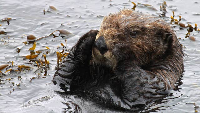 Study: Reintroducing sea otters to the Pacific Coast is feasible, now to the next steps