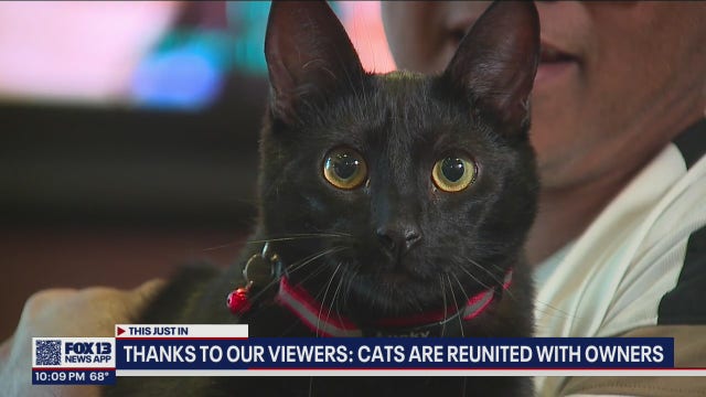 Canadian couple reunited with cats after camper stolen in Tukwila - see the reunion