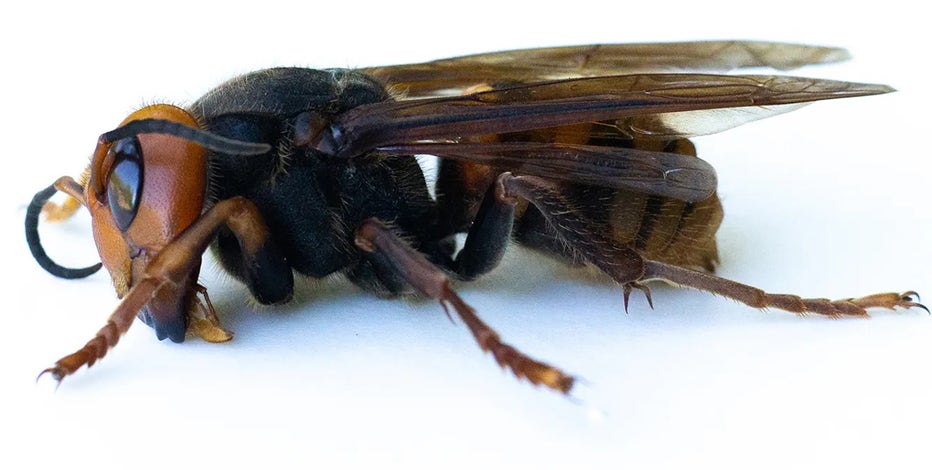 Drones could soon help Washington scientists track Northern giant hornets