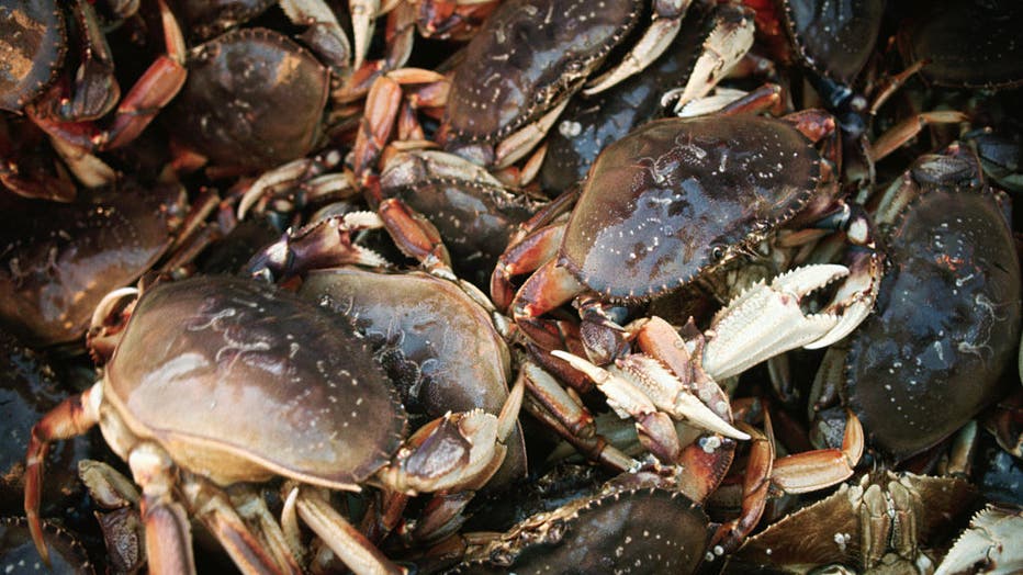 Dungeness Crabs