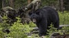 Bear encounters close popular camping area, rangers blame people careless with food