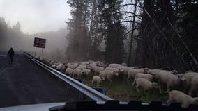 WATCH: Crews help 2,000 sheep move safely through Blewett Pass