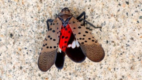 See it, stomp it, squish it! Fighting the invasive spotted lanternfly
