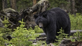 Washington wildlife agents kill black bear that hurt woman