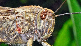Unusually large, striped-eye grasshopper found near Everett