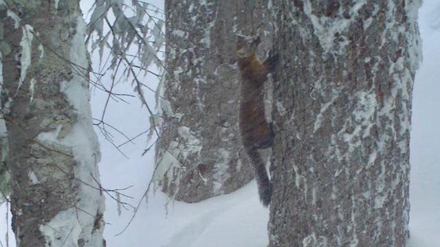 Elusive Pacific marten caught on camera for the first time in Olympic National Forest