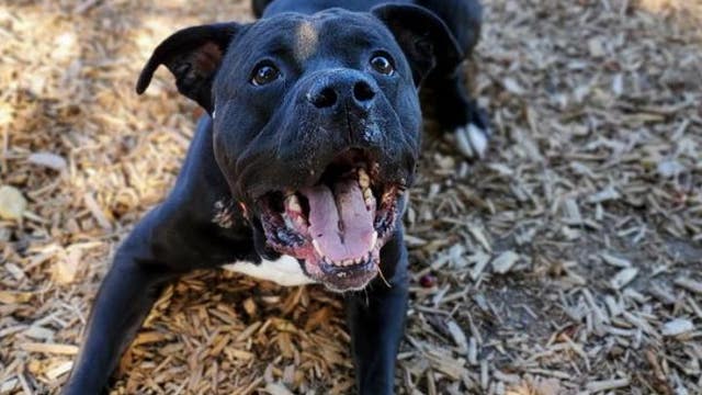 Tacoma humane society at capacity, adoption fees drastically lowered