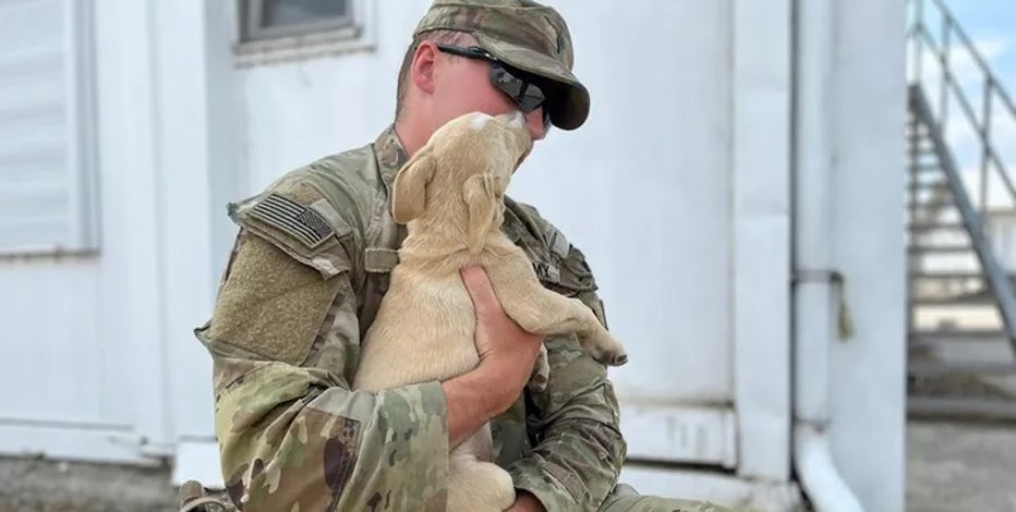 US Army Pet Baseball Hat