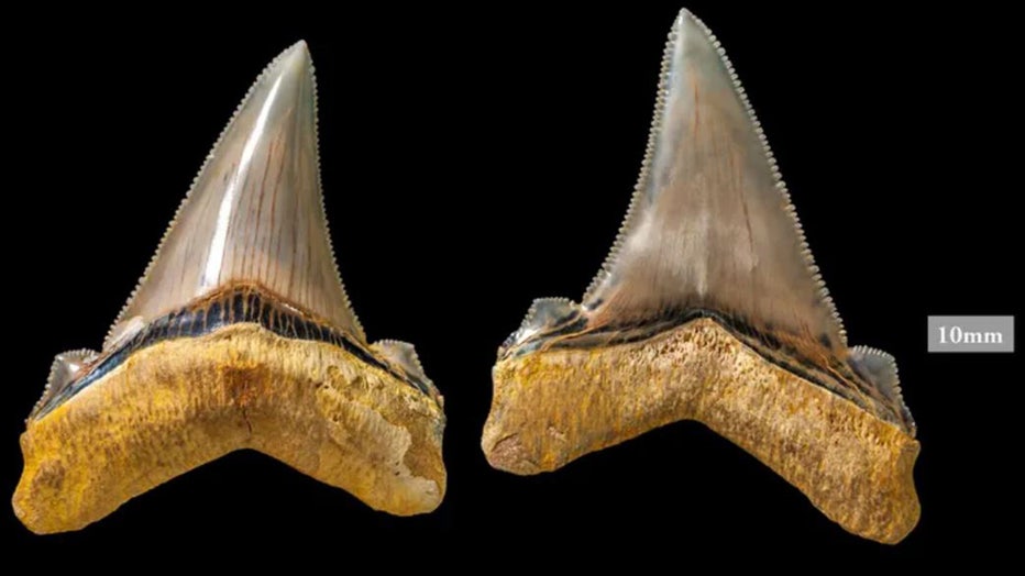 Shark-tooth3.jpg
