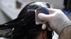 Kids with head lice shouldn’t be sent home from school, new AAP guidance says