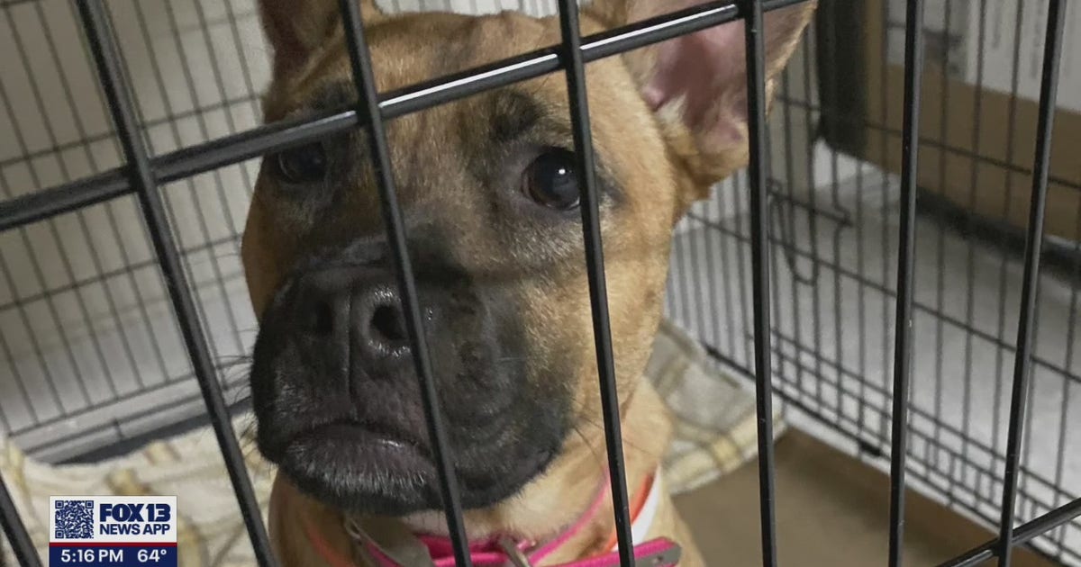 Local animal rescue organizations on standby to help out with Hurricane ...