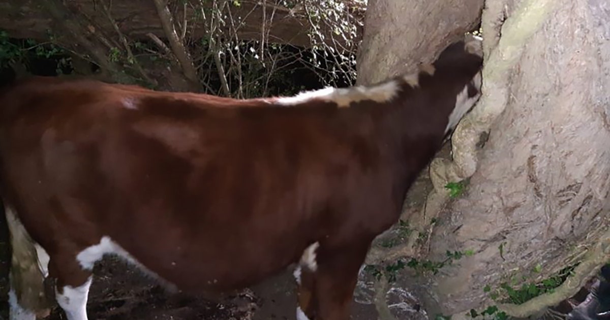 Firefighters free cow with head stuck in tree: ‘Udderly ridiculous ...