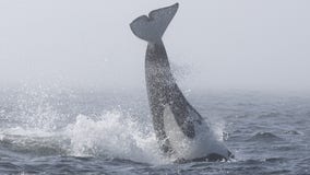 VIDEO: Orcas and humpback whales battle in the Salish Sea