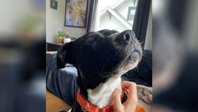 Tacoma animal shelter sets record-breaking number of adoptions in August