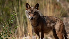 Washington OKs killing 1 wolf in pack after cattle attacks