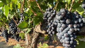 Winemakers get late start on grape harvest, could be the 'vintage of the decade'