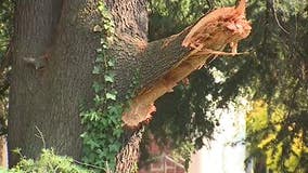 Teen taken to hospital after tree limb falls on her in U-District