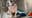 Humane Society waives adoption fees in Tacoma, WA