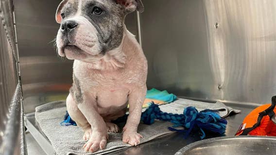 Humane Society waives adoption fees in Tacoma, WA