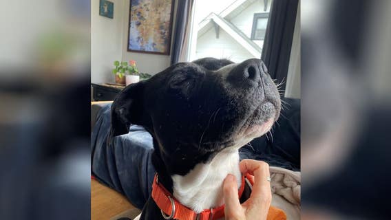 Tacoma animal shelter sets record-breaking number of adoptions in August