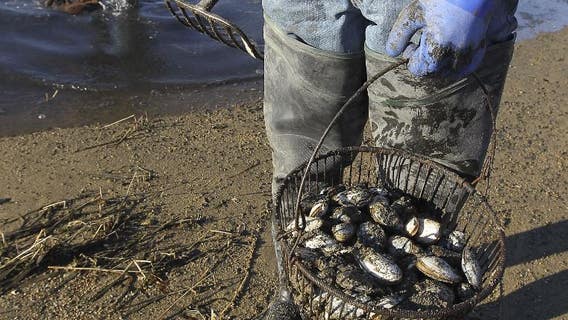 WA wildlife authorities greenlight coastal razor clam digs at 4 beaches