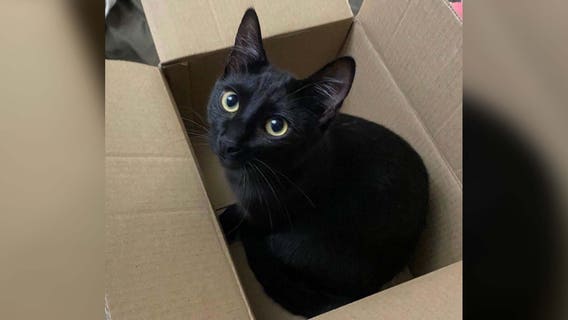 Everett Police: Suspect arrested for shooting cat with pellet gun