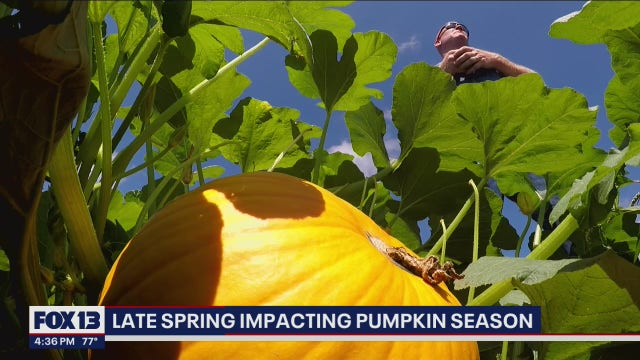 How a late spring is impacting this year's pumpkin season in Washington